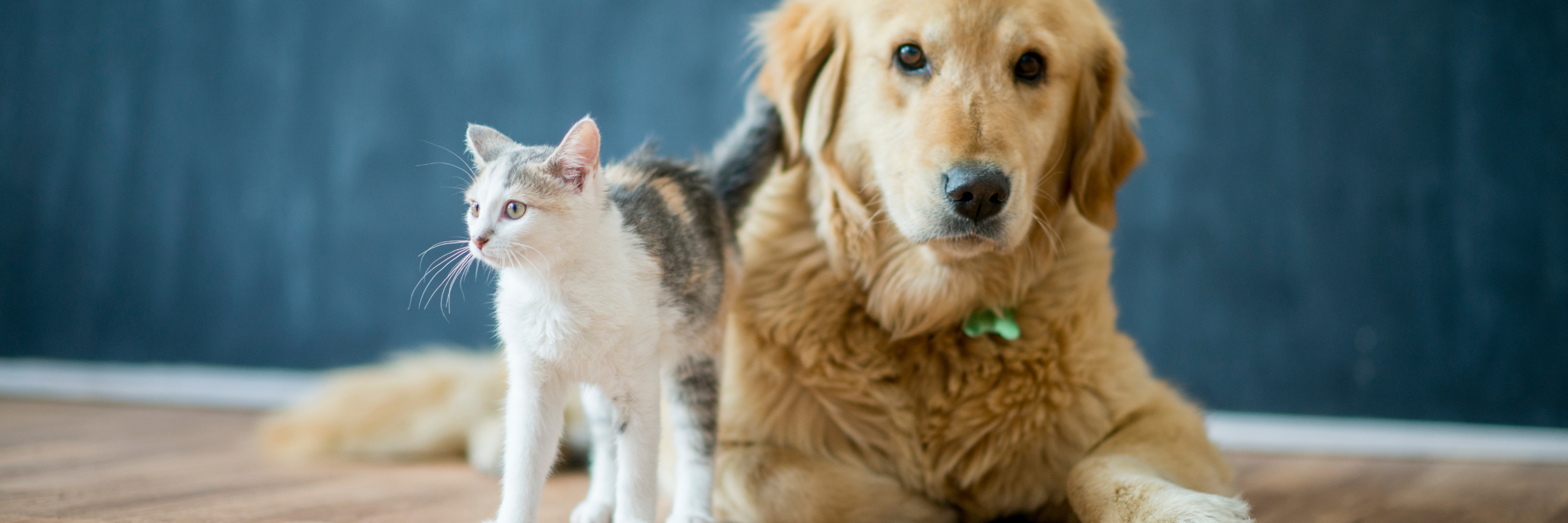 Todos Los Productos, perros, gatos