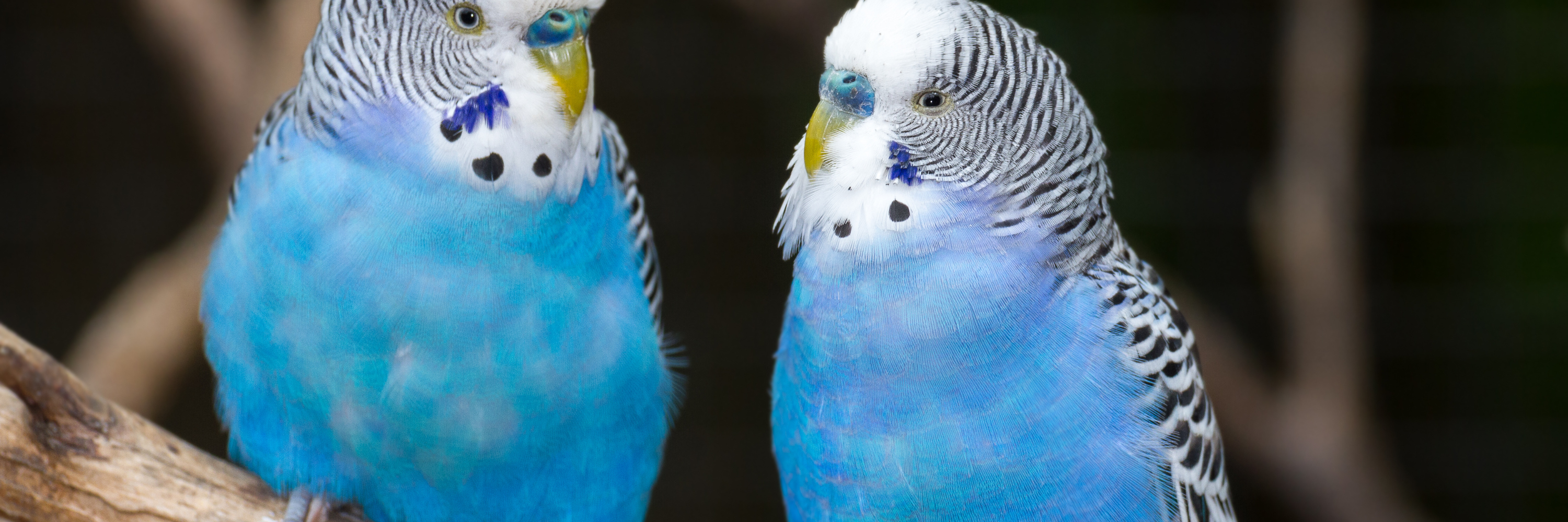 Aves