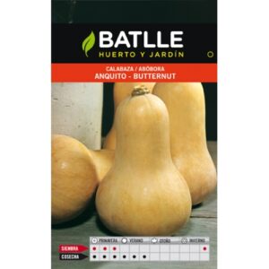 Calabaza Anquito-butternut sobre