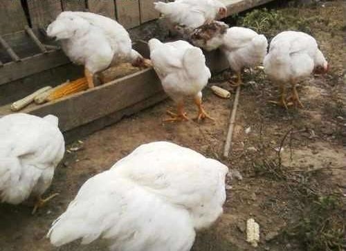Pollos Engorde Granulado 25 Kg.
