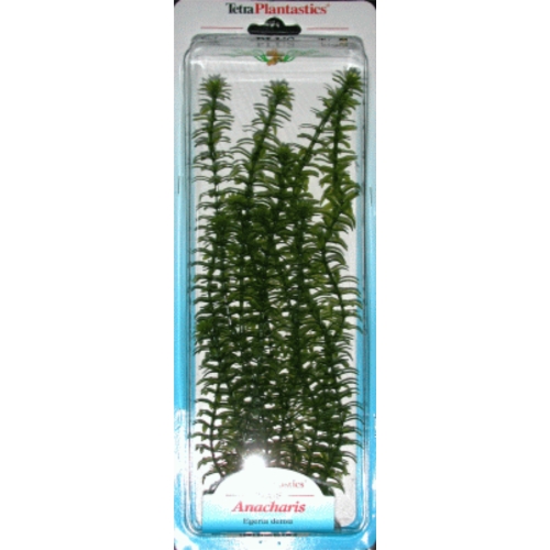 Planta Anacharis Plus,20-25 Cm.