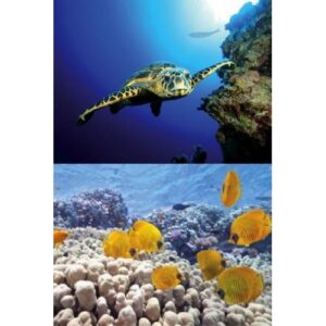 Tetra Decoart Lamina Tortuga&arrecife