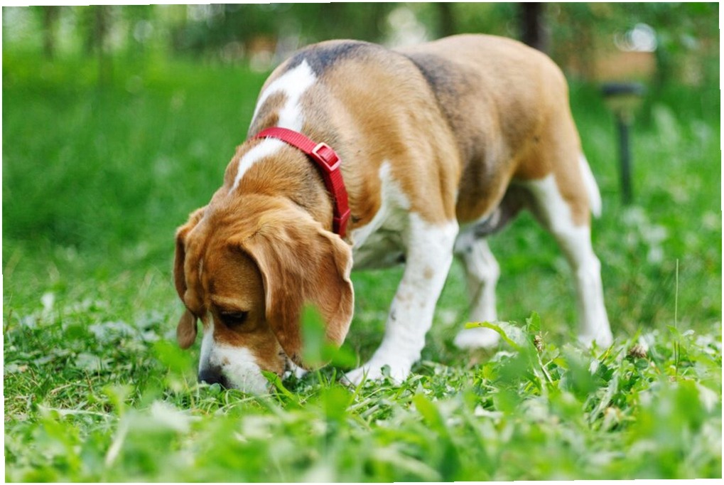 8 Problemas Urinarios en Perros: Síntomas y Tratamiento