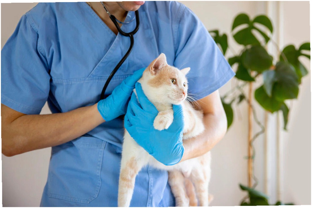 Reflujo Ácido en Gatos: Síntomas, Tratamiento y Causas Principales