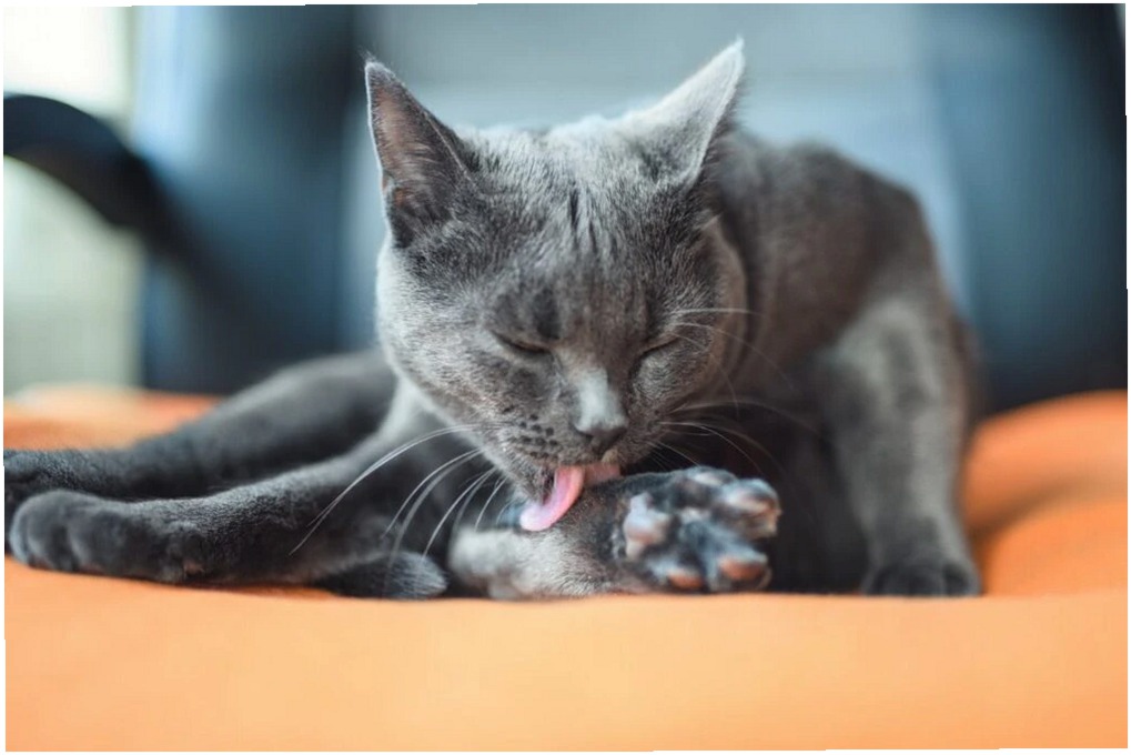Granuloma por Lamido en Gatos: Síntomas, Causas y Tratamiento