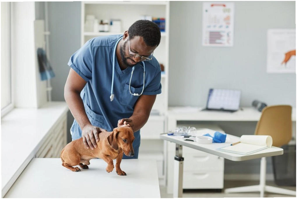 Diabetes en Perros: Causas, Síntomas y Tratamiento Esencial