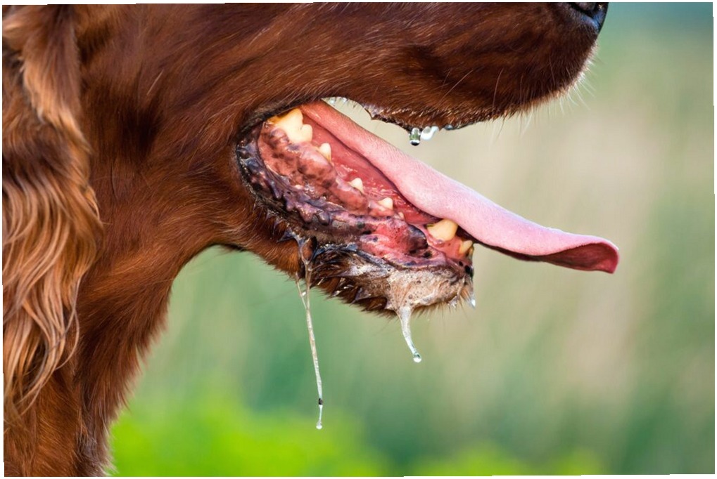 Babeo Excesivo en Perros: Causas, Síntomas y Soluciones Clave