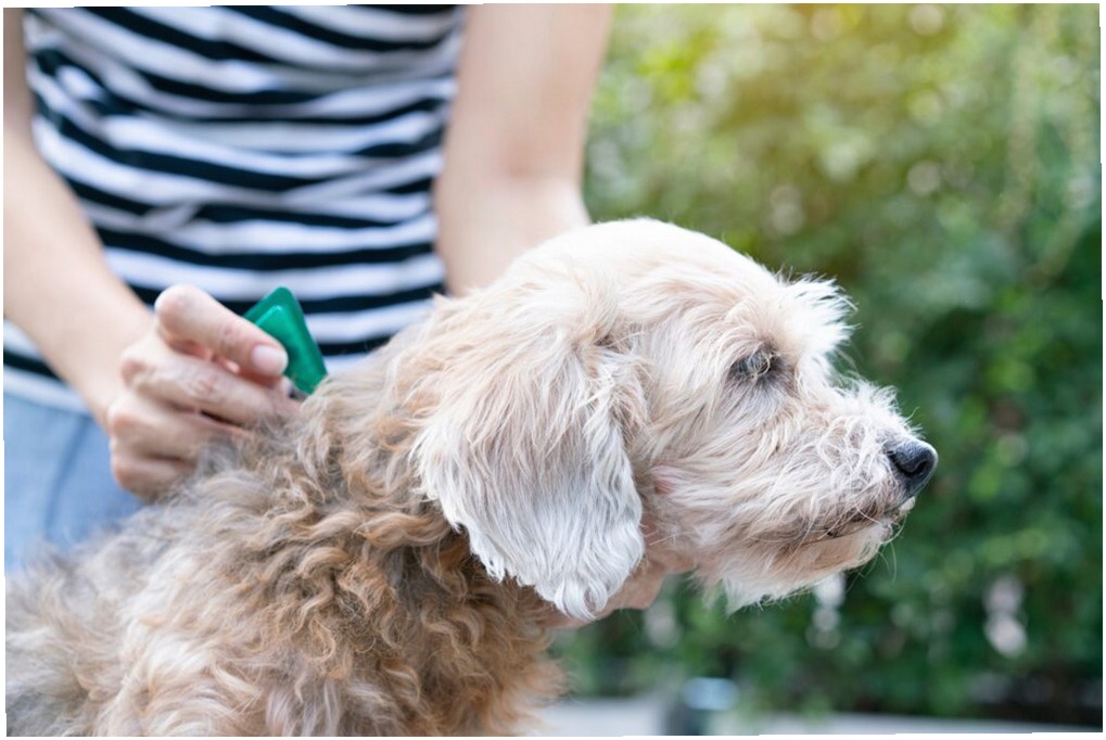 Intoxicación por Antiparasitarios en Perros: Síntomas y Qué Hacer