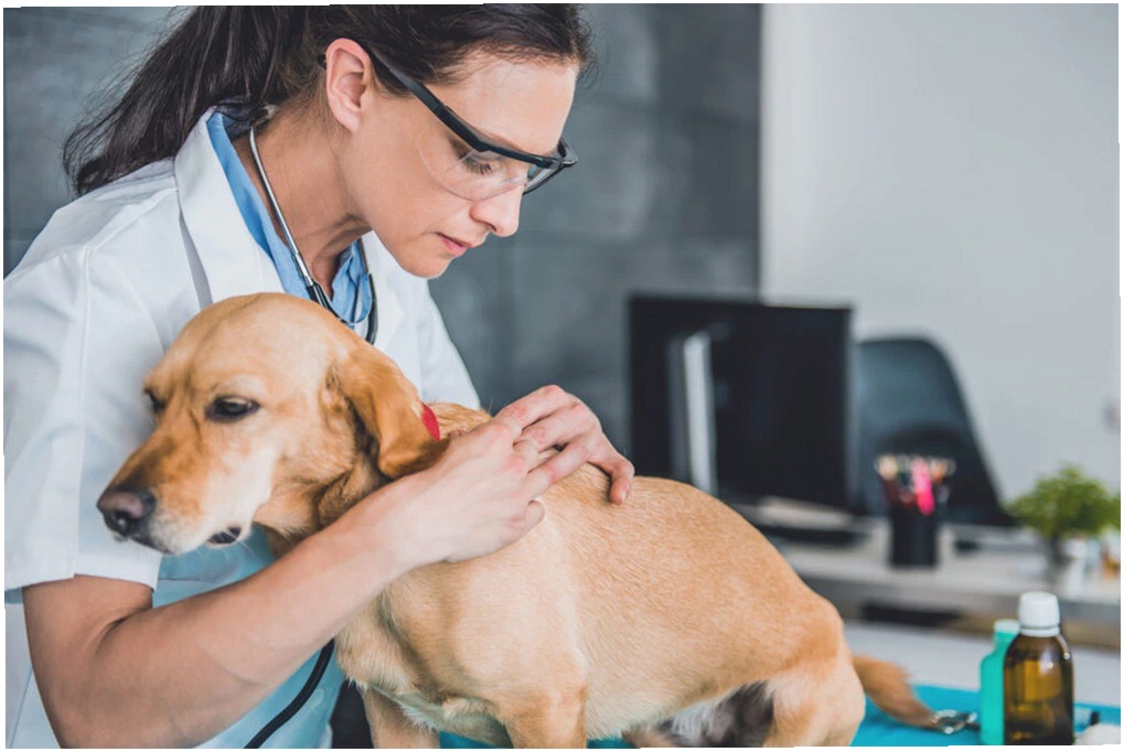 Lipoma en Perros: Síntomas, Causas y Tratamiento Explicado
