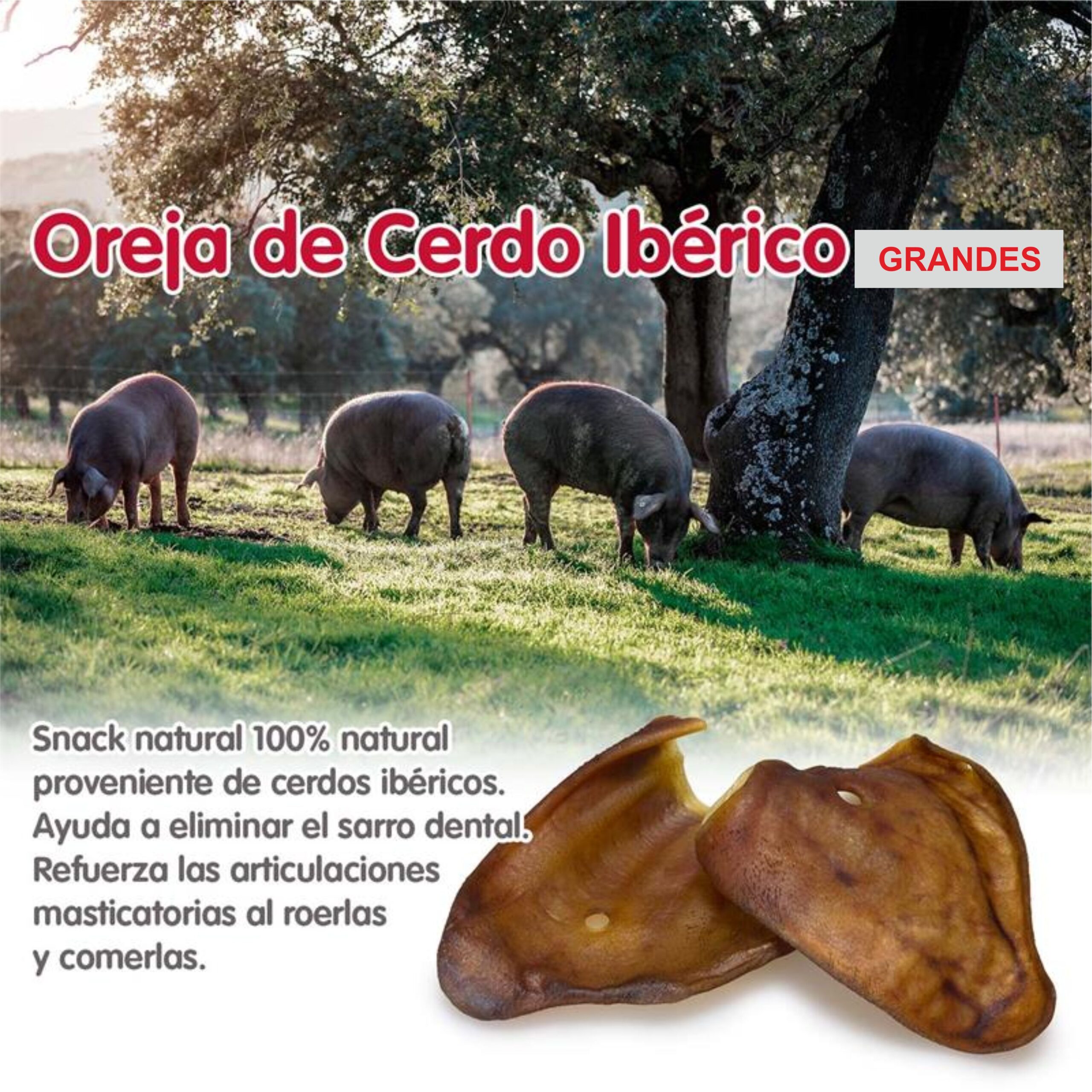 Orejas de Cerdo Iberico X-Large +60 gr. Bolsa 30 Uds. - Imagen 4
