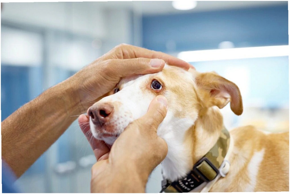 Atrofia Retiniana Progresiva (PRA) en Perros: Síntomas y Cuidados