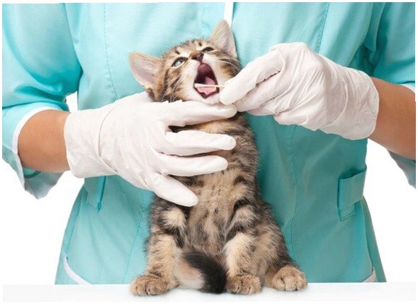 10 Síntomas de Enfermedad de las Encías en Gatos: Actúa a Tiempo