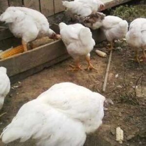 Pollos Engorde Granulado 25 Kg.