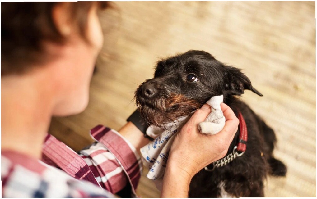 Baños Antipulgas para Perros: 6 Claves Esenciales que Debes Conocer