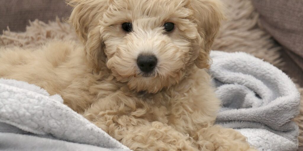 7 señales de una buena peluquería canina cómo elegirla