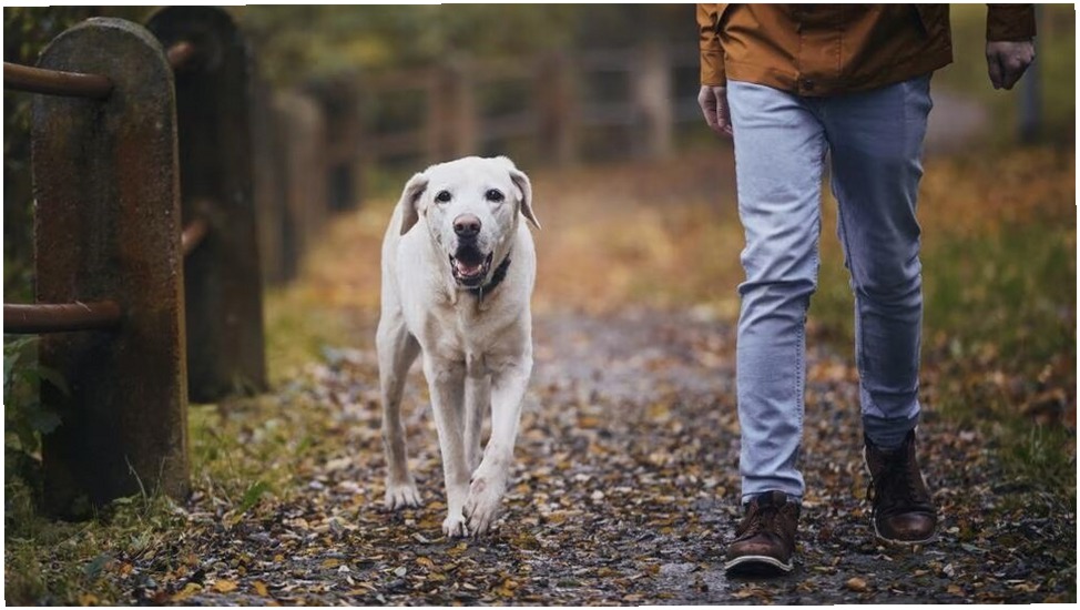 8 Mejores Suplementos para Perros Mayores en 2026: Recomendados por Veterinarios