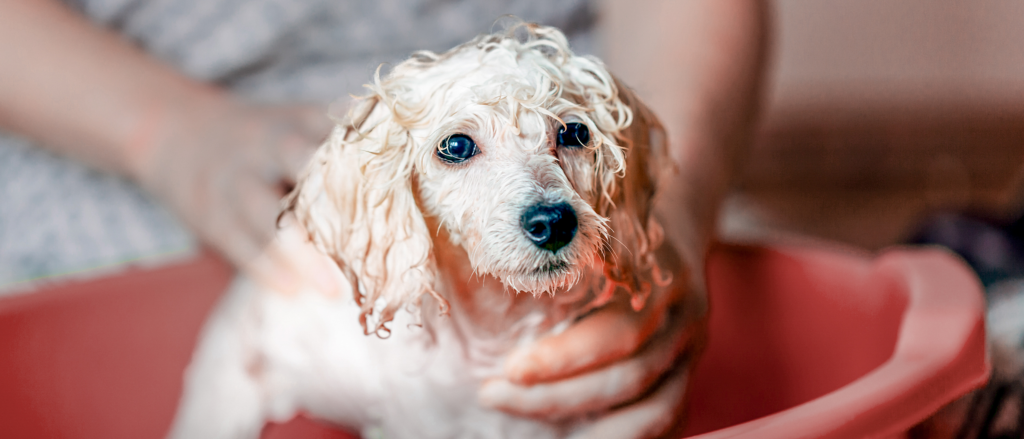Bañar al perro todos los días NO debes hacerlo