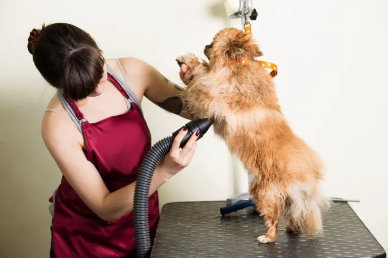 Cada cuánto llevar perro a peluquería guía por razas