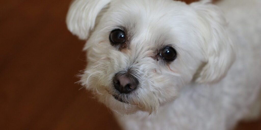 Cómo quitar nudos a un perro sin dolor Cómo quitar nudos a un perro sin dolor