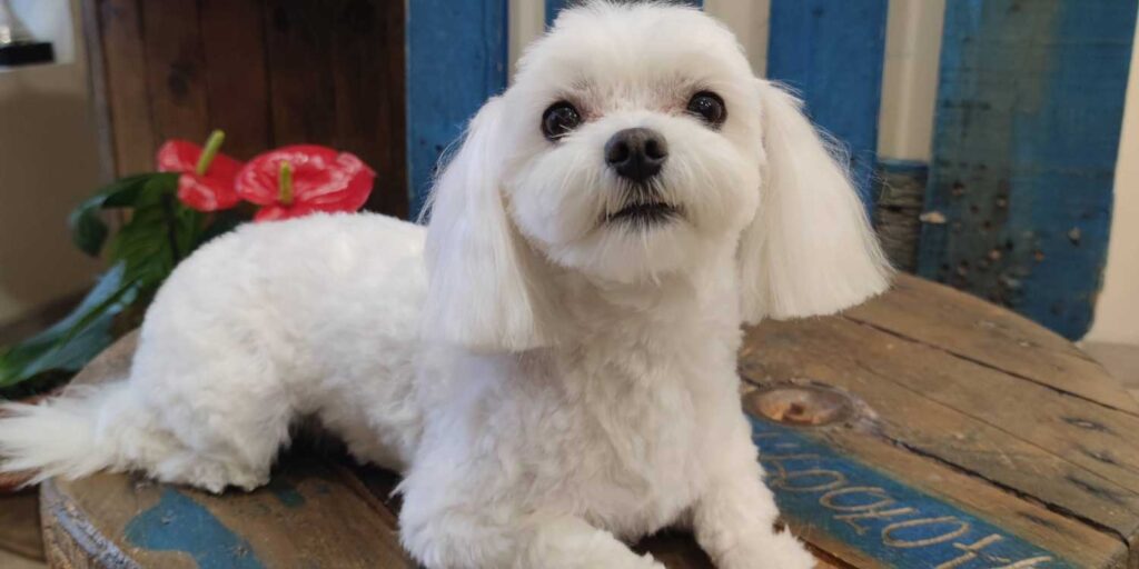 Cómo quitar nudos a un perro sin dolor guía paso a paso