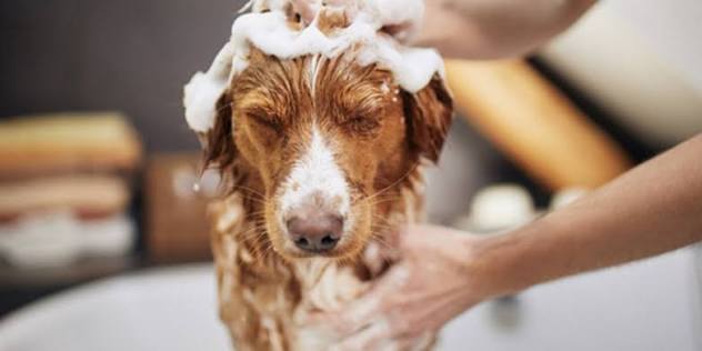 Cómo secar bien a un perro después del baño Guía 2026 Cómo secar bien a un perro después del baño Guía 2026