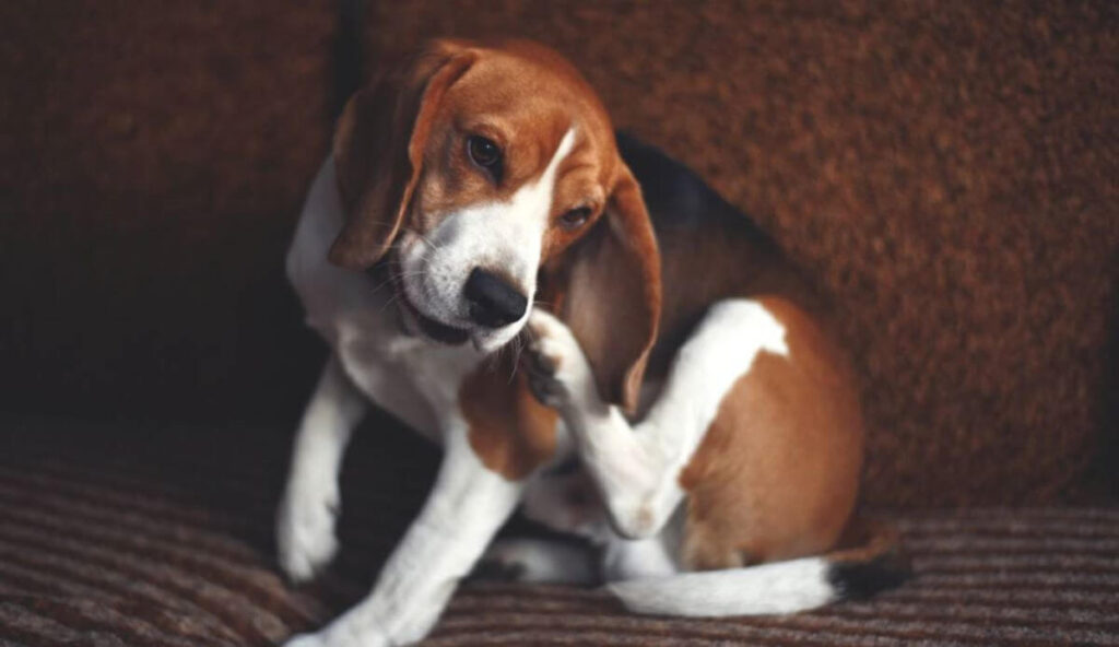 Humedad Galicia y piel del perro problemas y prevención Humedad Galicia y piel del perro problemas y prevención