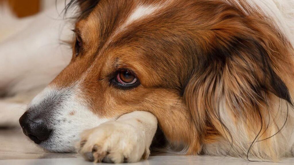 Humedad en Galicia y piel del perro problemas y prevención