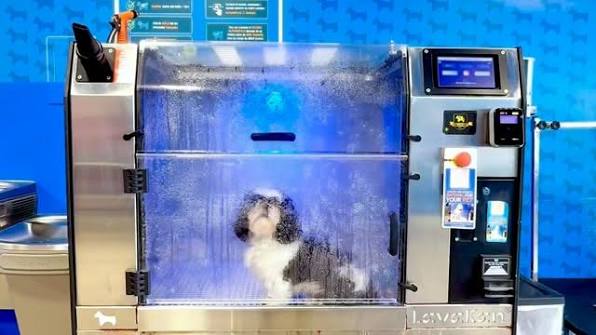 Ozono y picor en perros lo que dice la evidencia y la informacion práctica