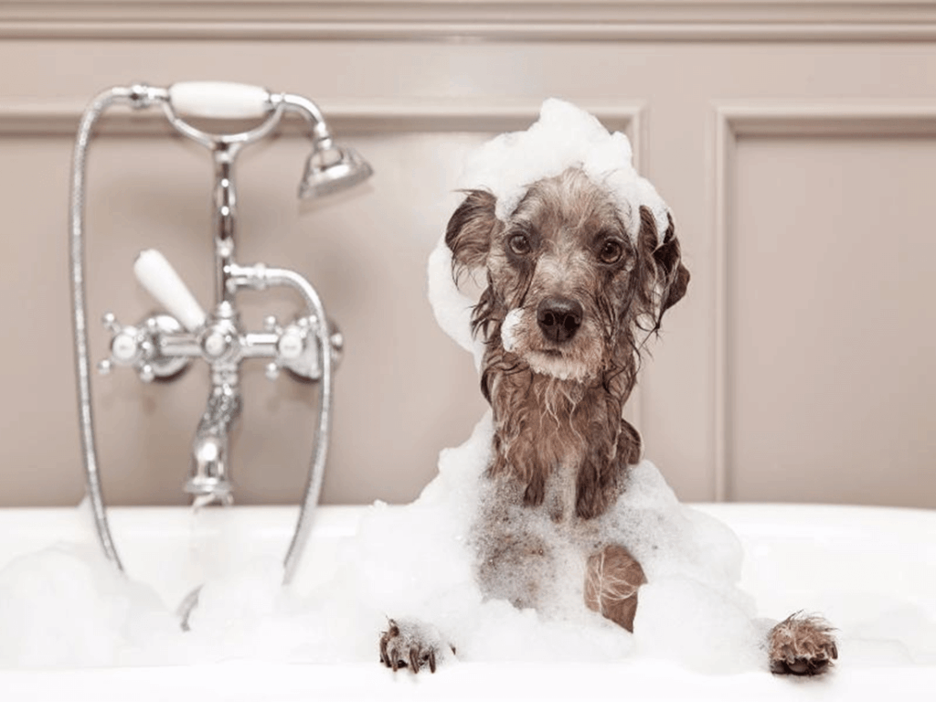 Perro huele mal tras baño causas y soluciones reales Perro huele mal tras baño causas y soluciones reales