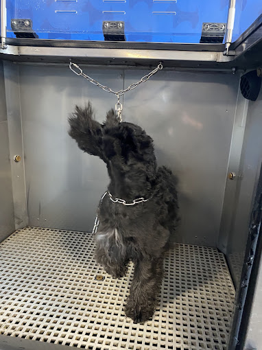 autolavado perros coruña