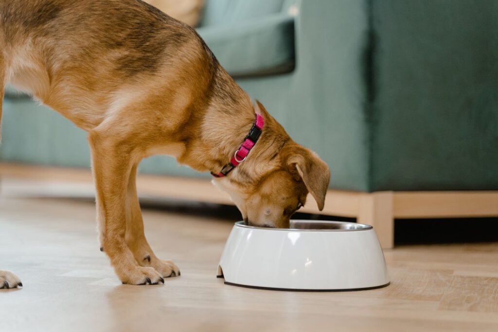 Perro domestico con collar rosa comiendo de un cuenco blanco en casa