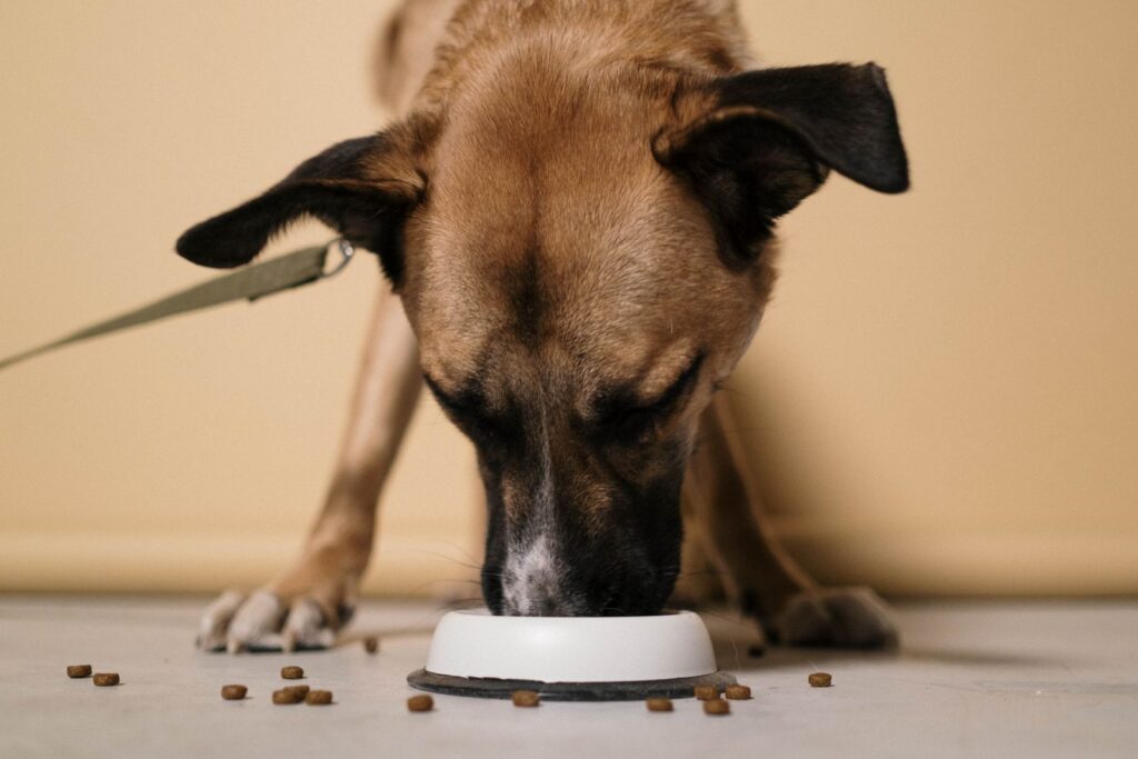 Primer plano de un perro marron comiendo de un cuenco blanco