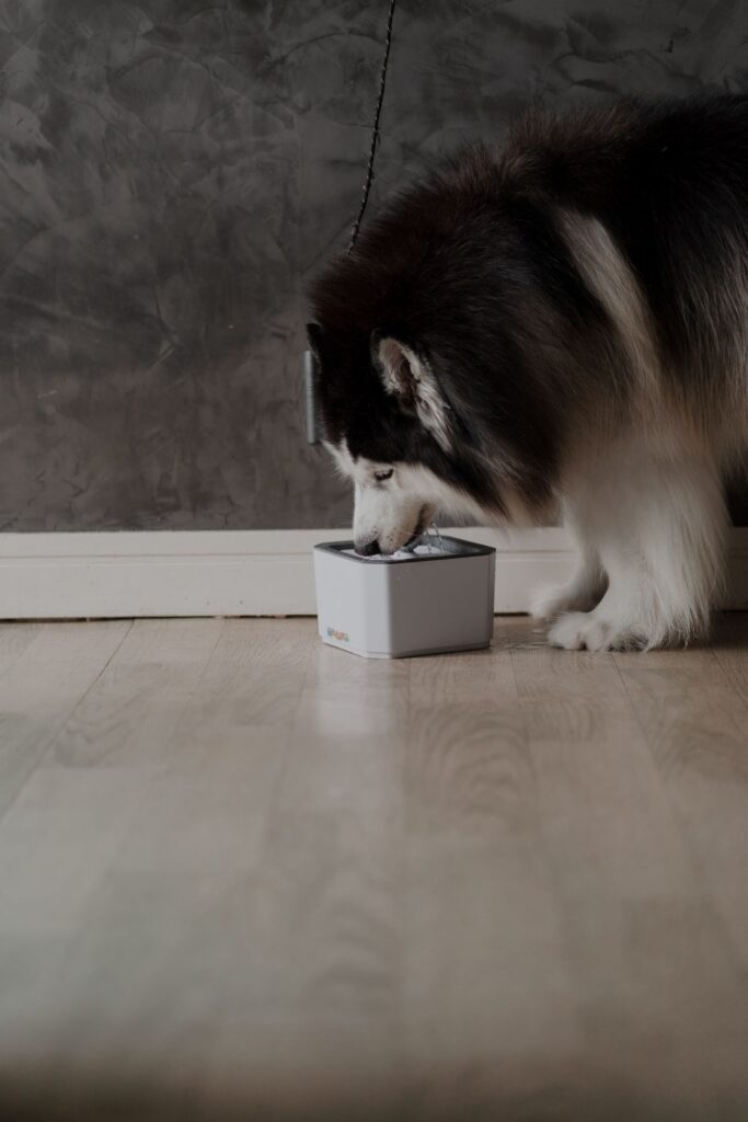 Husky siberiano comiendo de su comedero en casa