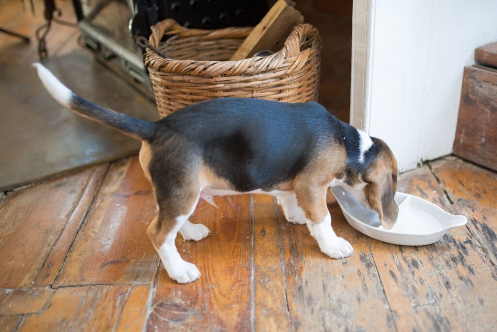 Cachorro de beagle comiendo en un hogar acogedor