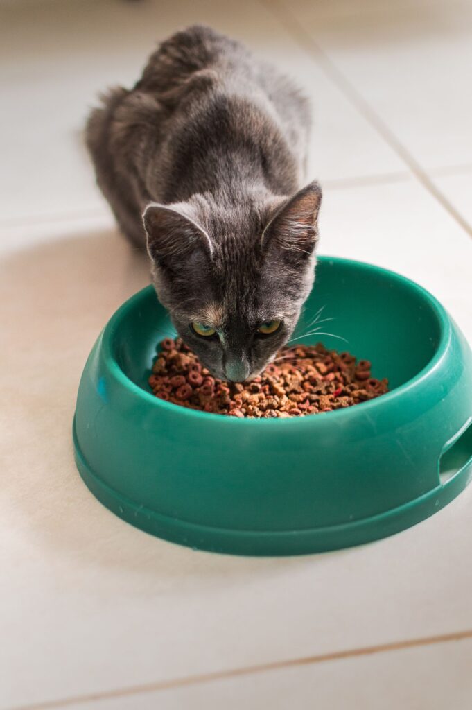 Gato gris comiendo de un cuenco verde en un interior luminoso