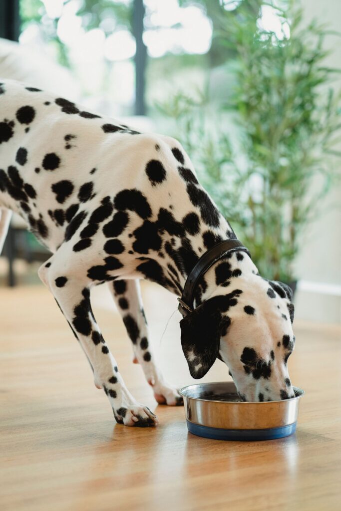 Perro dalmata comiendo de un cuenco metalico en casa