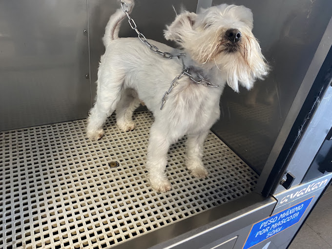 deslanado perros coruña
