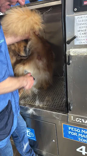 deslanado perros coruña deslanado perros coruña