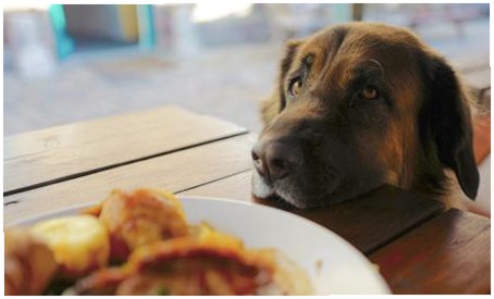 Alimentación para Perros: Centro Experto en Nutrición Canina