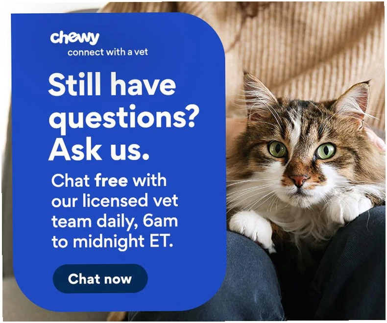 Gato American Bobtail: Características, Carácter y Cuidados Esenciales