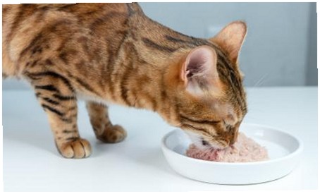 Nutrición para Gatos: Centro Especializado en Alimentación Felina