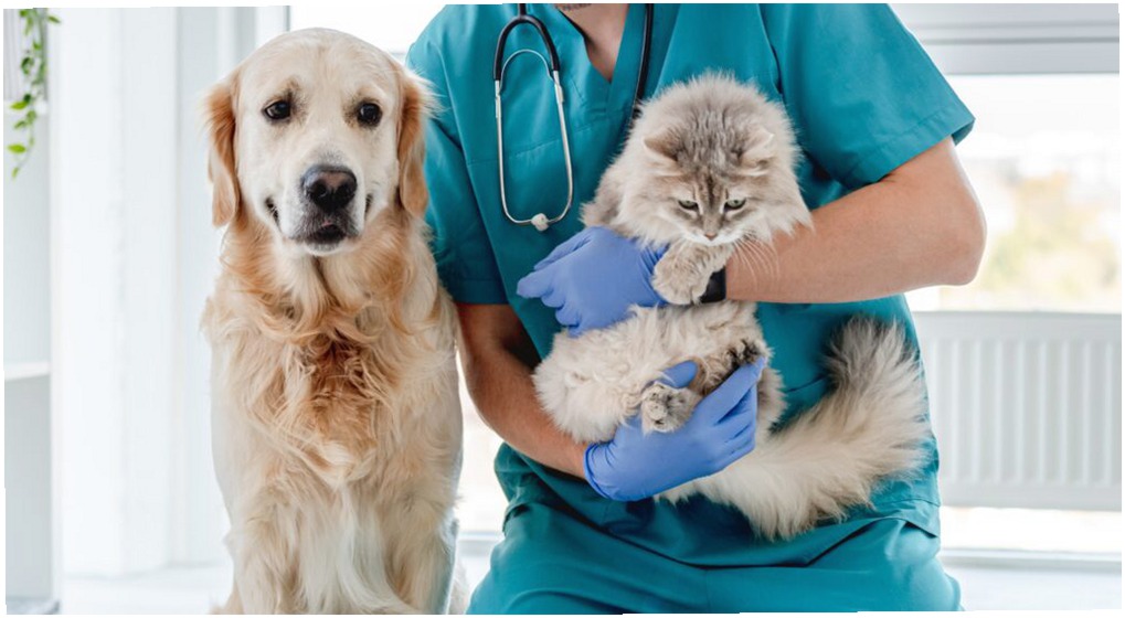 Revisiones Veterinarias para Mascotas: Precios y Qué Esperar