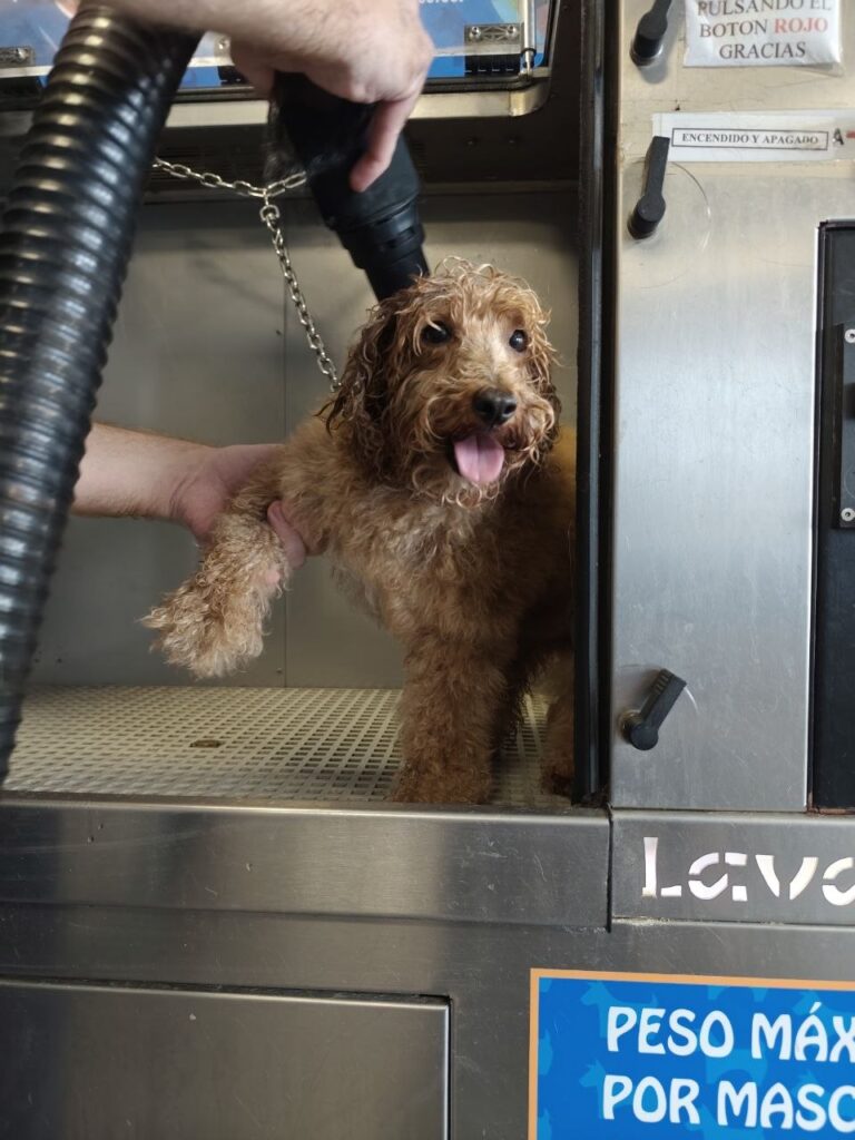 lavado mascotas profesionales coruña lavado mascotas profesionales coruña