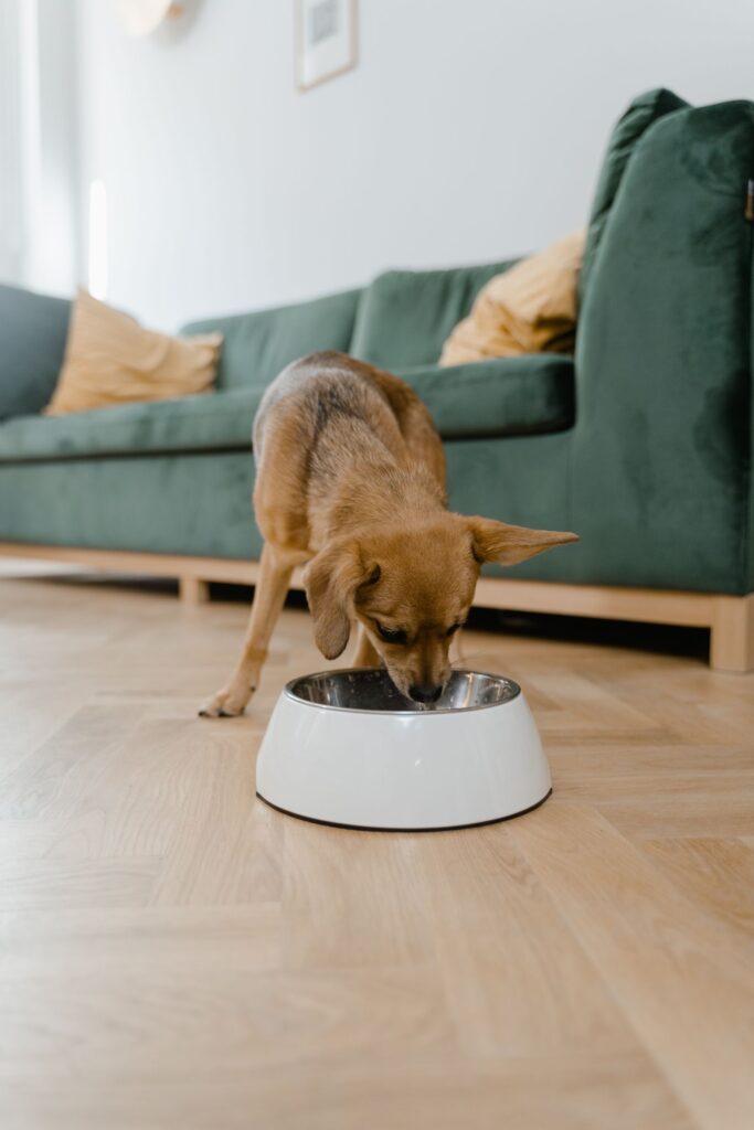 Perro pequeno disfrutando de su comida en un plato en casa