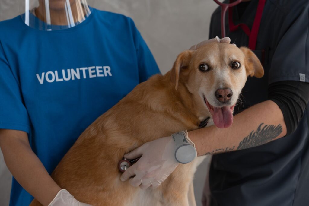 Veterinario examina con estetoscopio a un perro feliz en consulta