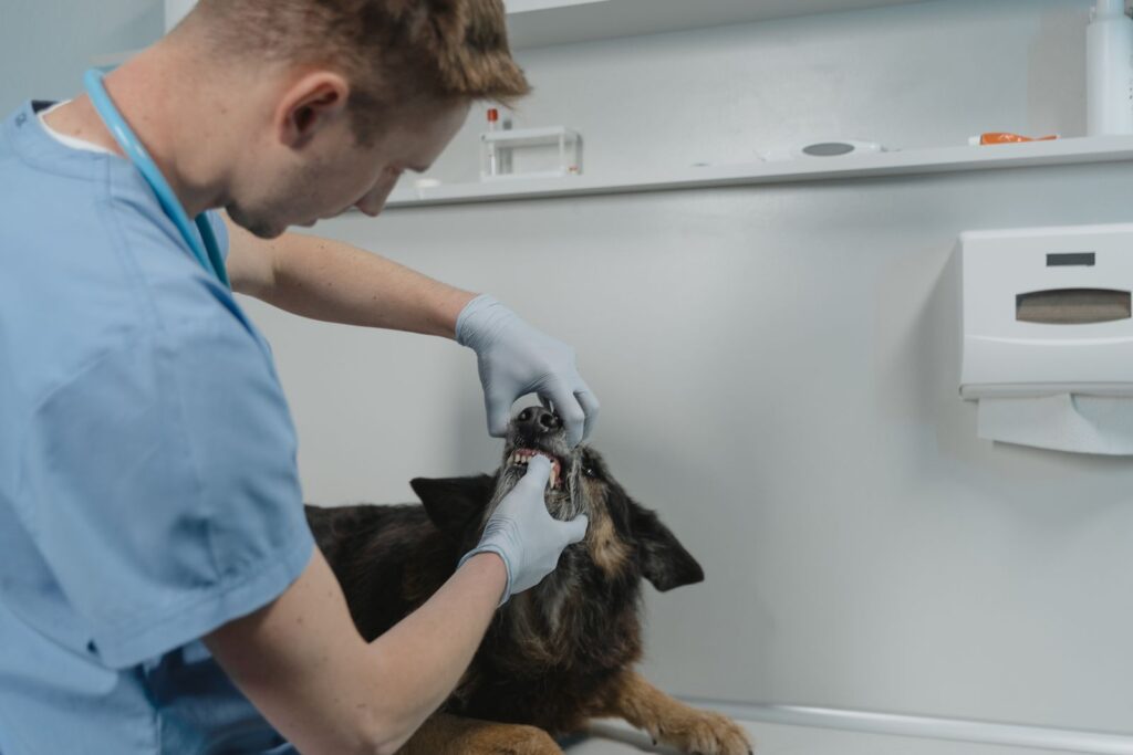 Veterinario revisa los dientes de un perro durante un chequeo