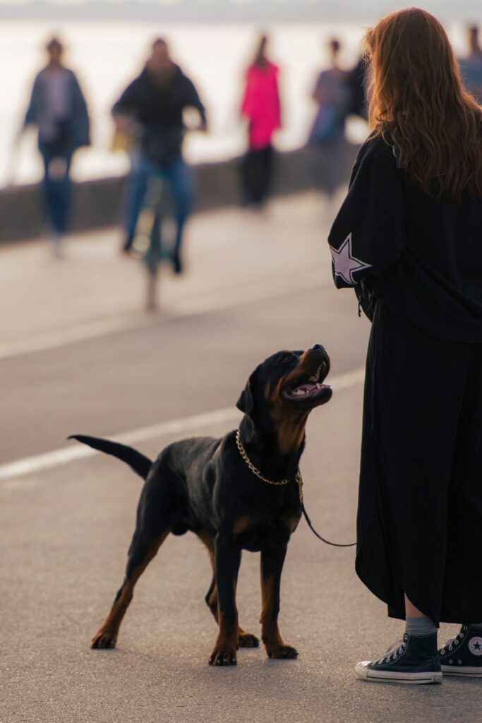 Mujer pasea con correa a su rottweiler por un paseo urbano