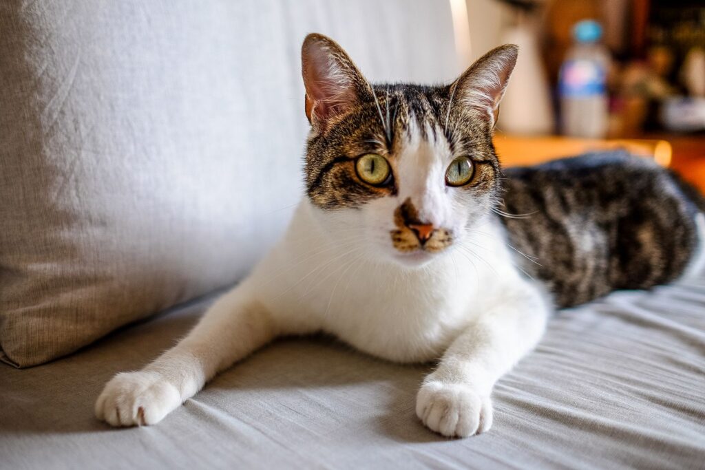 Gato atigrado tumbado en un sofa en un salon luminoso de casa