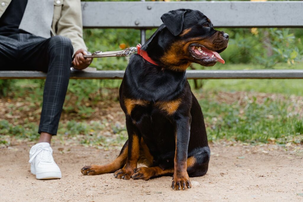 Rottweiler con correa sentado junto a su dueno en un banco del parque