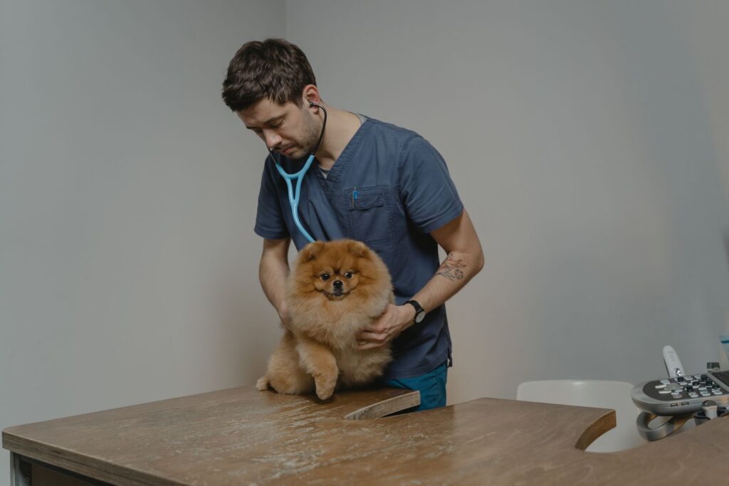 Veterinario ausculta a un pomerania con estetoscopio en la clinica